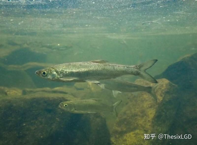 湖里的小魚一般都是什么魚，探秘湖泊生態，盤點水域中最常見的