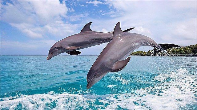 海豚為什么會救人,揭秘海豚救人,海洋精靈的善意 龍魚論壇 第1張 海豚為什么會救人,揭秘海豚救人,海洋精靈的善意 海豚為什么會救人,揭秘海豚救人,海洋精靈的善意 龍魚論壇 第1張