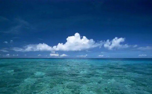 海豚為什么會救人,揭秘海豚救人,海洋精靈的善意 龍魚論壇 第19張 海豚為什么會救人,揭秘海豚救人,海洋精靈的善意 海豚為什么會救人,揭秘海豚救人,海洋精靈的善意 龍魚論壇 第19張
