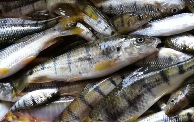 光唇魚壽命一般多久，揭秘光唇魚壽命，