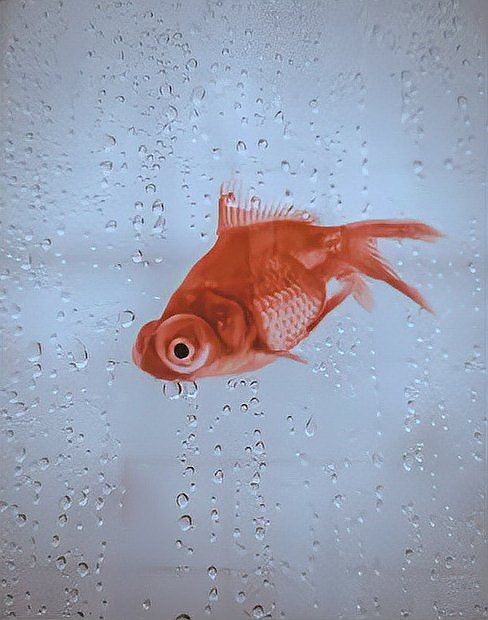 舊魚缸可以賣給別人嗎，舊魚缸能否轉賣