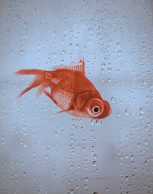 舊魚缸可以賣給別人嗎，舊魚缸能否轉賣
