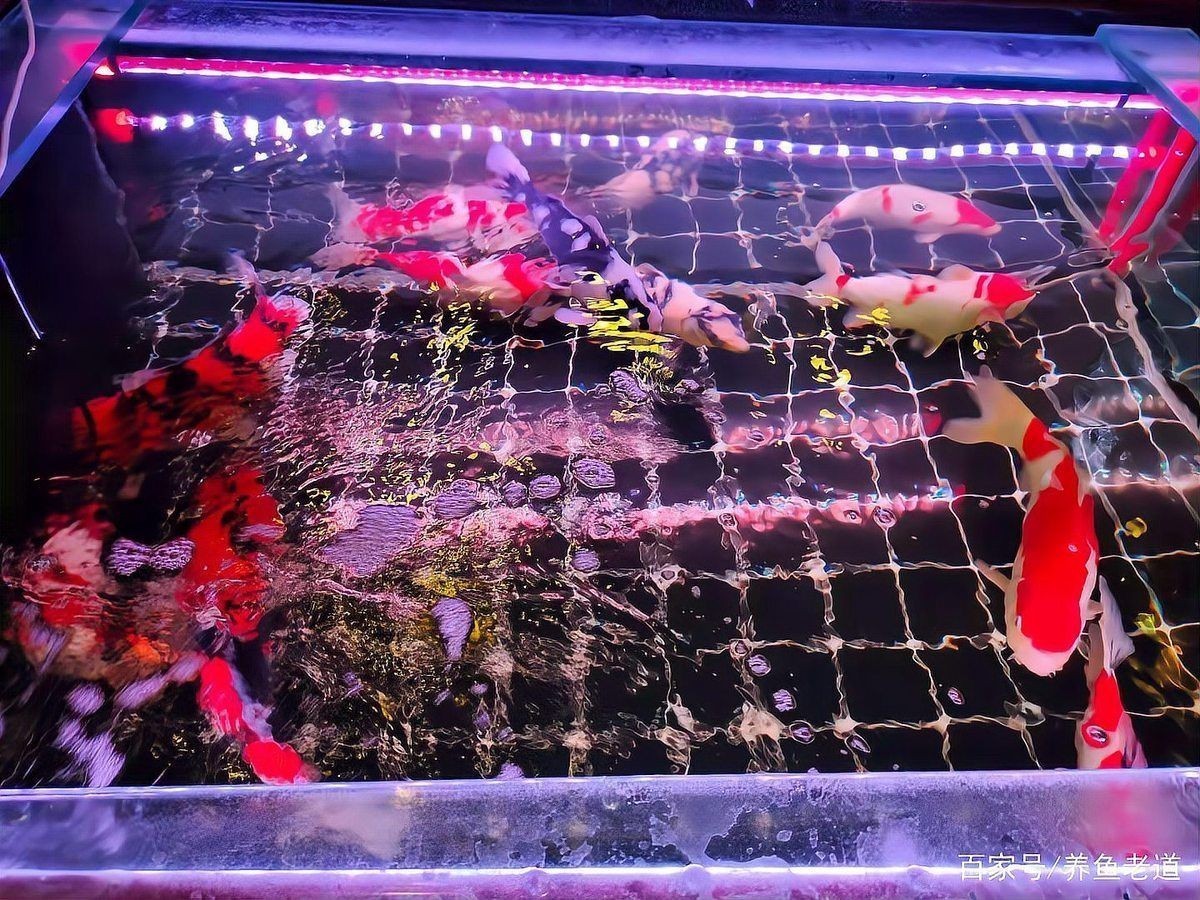 舊魚缸可以賣給別人嗎，舊魚缸能否轉賣
