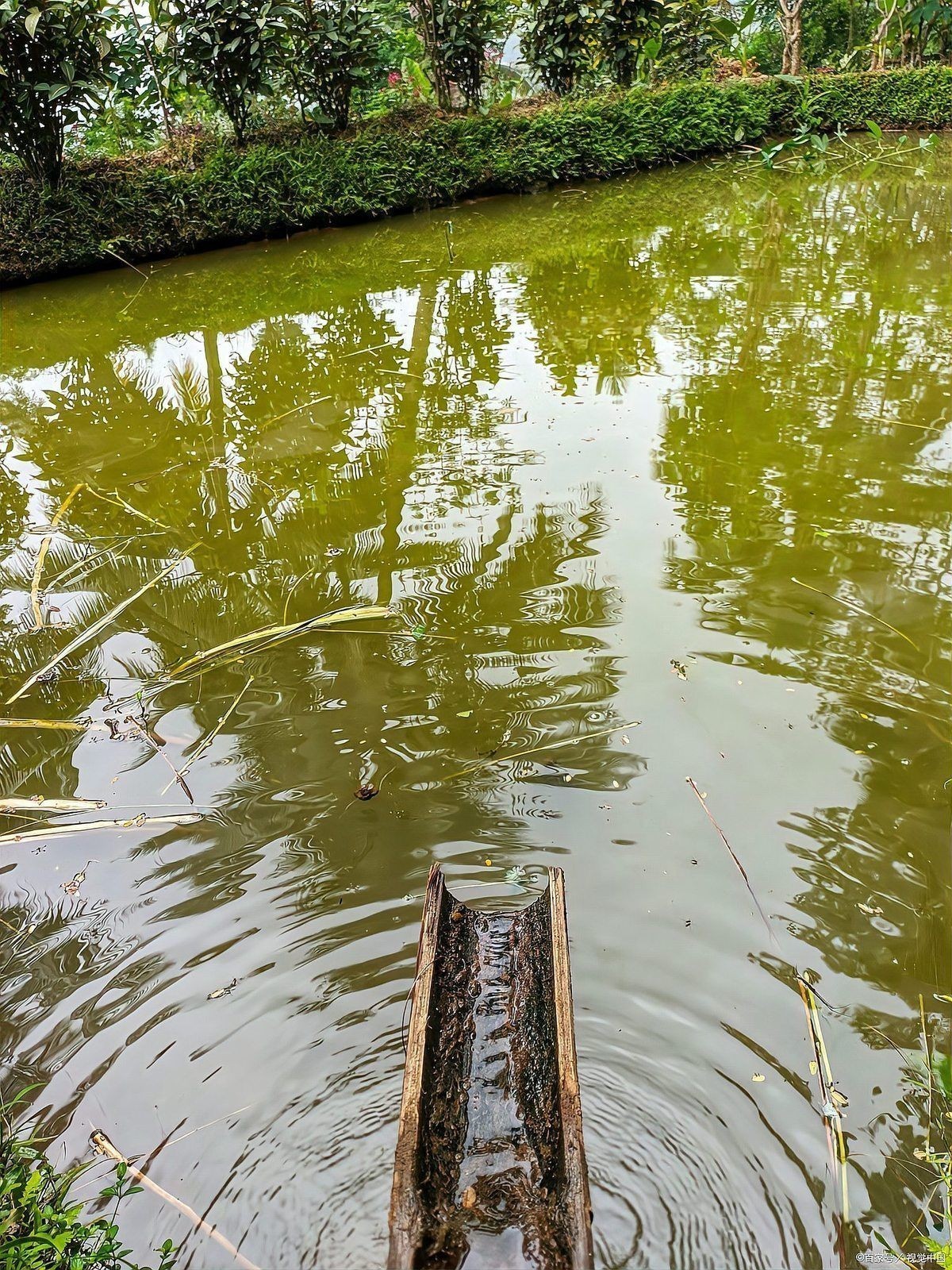 關刀魚混養最忌三種東西，關刀魚混養三大禁忌！這三種搭配千萬要慎