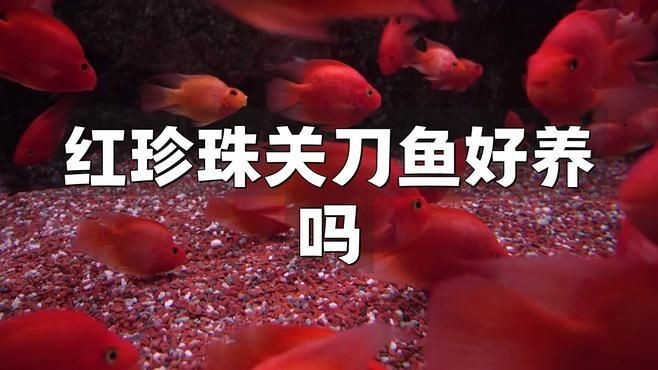 關刀魚混養最忌三種東西，關刀魚混養三大禁忌！這三種搭配千萬要慎