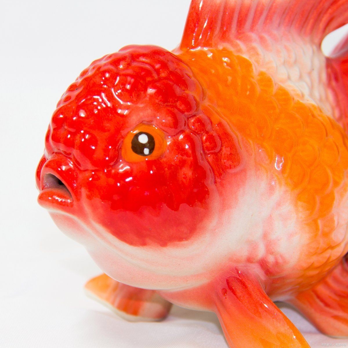金絲招財(cái)貓魚能養(yǎng)多大,揭秘金絲招財(cái)貓魚成體尺寸 龍魚百科 第10張 金絲招財(cái)貓魚能養(yǎng)多大,揭秘金絲招財(cái)貓魚成體尺寸 金絲招財(cái)貓魚能養(yǎng)多大,揭秘金絲招財(cái)貓魚成體尺寸 龍魚百科 第10張