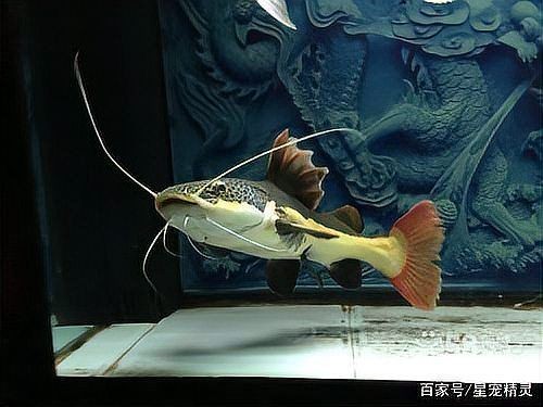 金絲招財(cái)貓魚能養(yǎng)多大,揭秘金絲招財(cái)貓魚成體尺寸 龍魚百科 第8張 金絲招財(cái)貓魚能養(yǎng)多大,揭秘金絲招財(cái)貓魚成體尺寸 金絲招財(cái)貓魚能養(yǎng)多大,揭秘金絲招財(cái)貓魚成體尺寸 龍魚百科 第8張