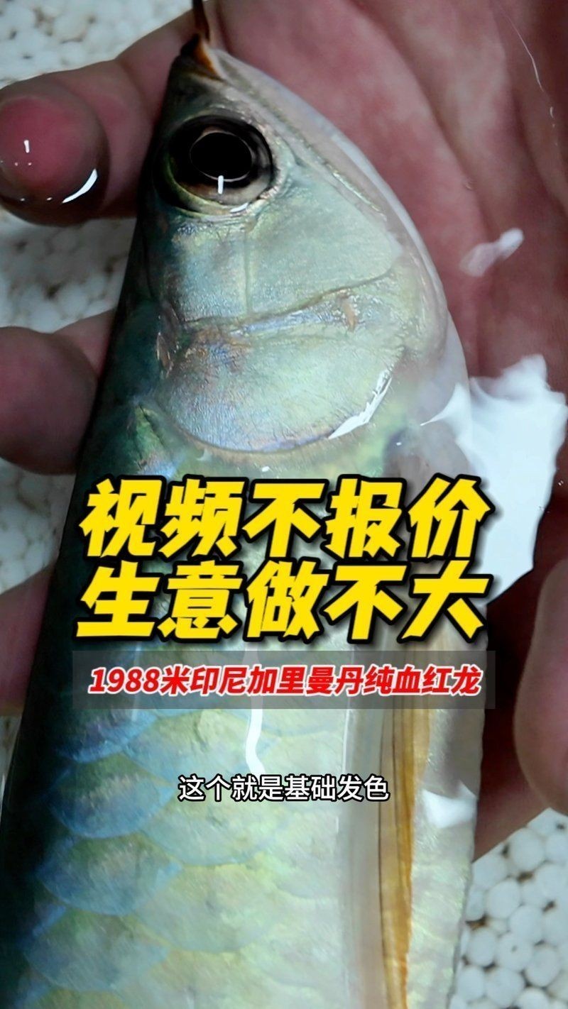 加里曼丹赤血紅龍，探尋加里曼丹秘境，揭秘頂級赤血紅龍