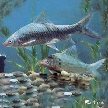 混養魚（配魚）混養魚配魚技巧全解析，