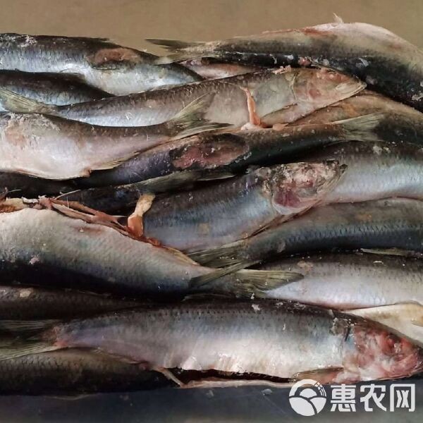 活魚批發2元左右一斤，超低價直供鮮活現撈！活魚批發驚爆價僅約2