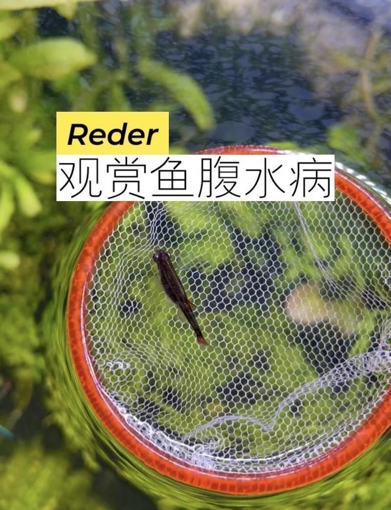 怎么判斷龍魚腹水圖片，龍魚腹水病癥圖解，從圖片特征快速判斷