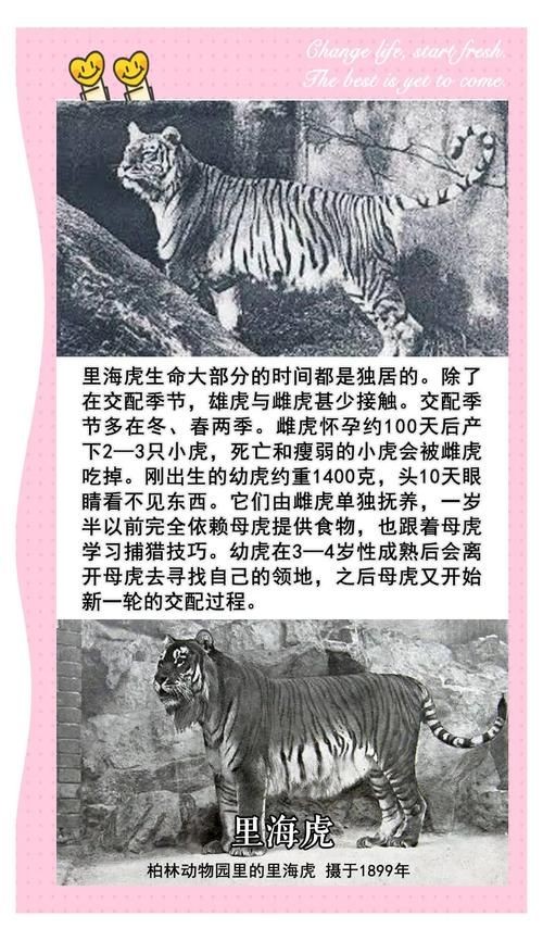 海老虎長什么樣子，揭秘，海老虎的真實(shí)樣貌與外形特征全