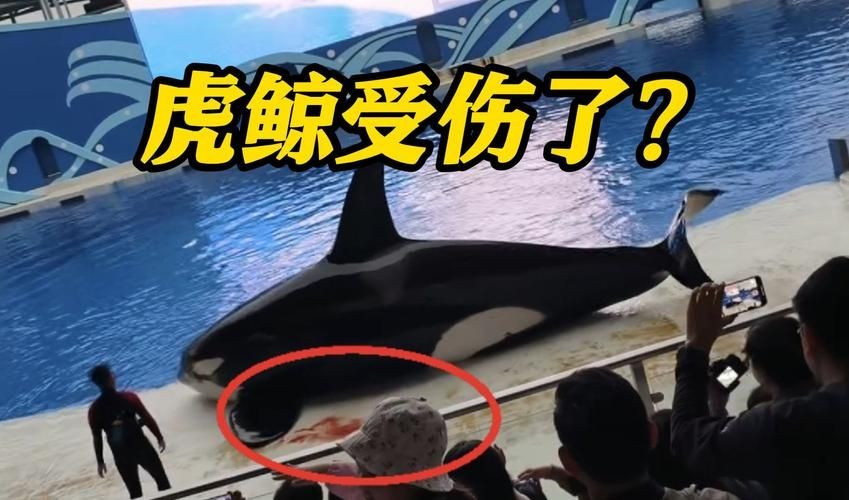 海老虎長什么樣子，揭秘，海老虎的真實(shí)樣貌與外形特征全