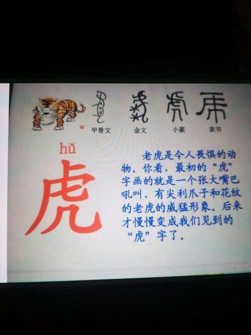 海老虎長什么樣子，揭秘，海老虎的真實(shí)樣貌與外形特征全