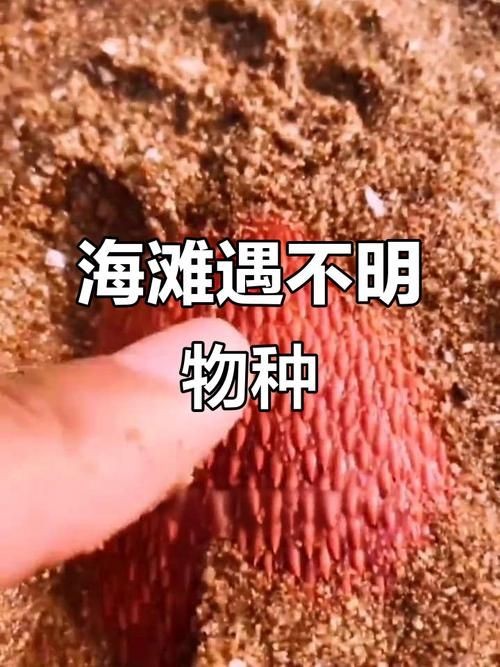 海老虎長什么樣子，揭秘，海老虎的真實(shí)樣貌與外形特征全