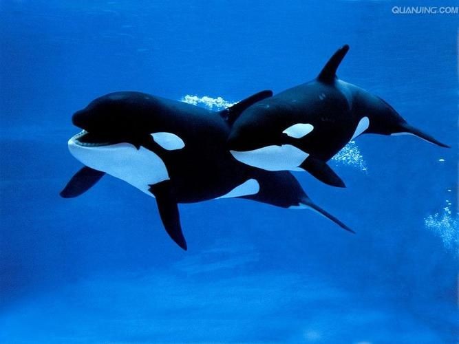海老虎長什么樣子，揭秘，海老虎的真實(shí)樣貌與外形特征全