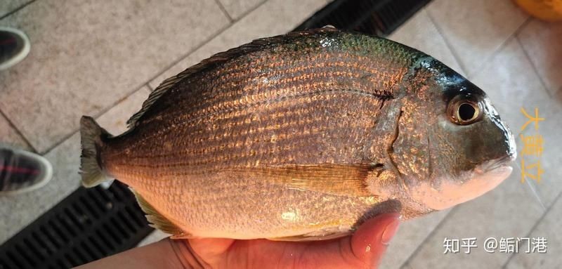 廣東常見(jiàn)魚(yú)一覽表，廣東常見(jiàn)淡水