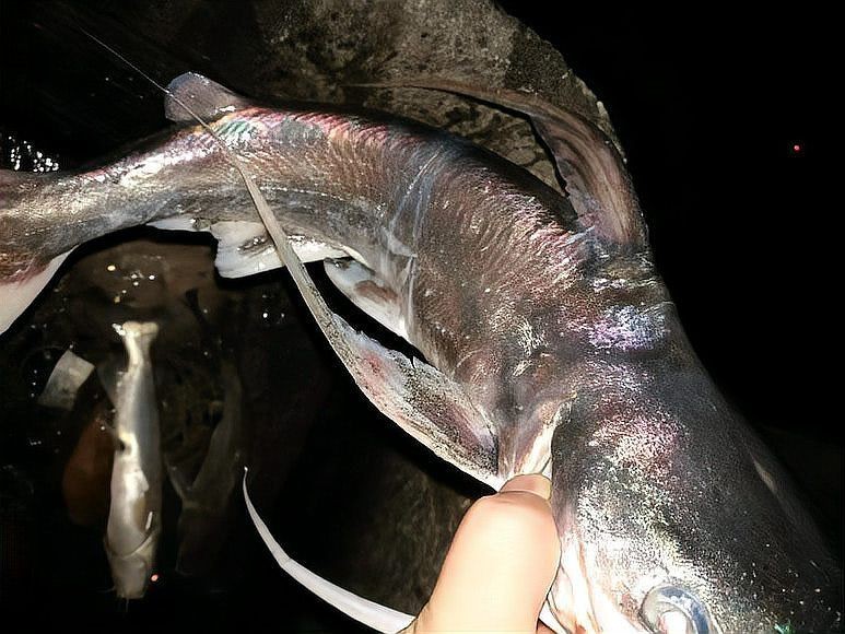 海鯰魚毒性多強，揭秘海鯰魚致命毒性，其毒理威力究竟有多 海鯰魚毒性多強，揭秘海鯰魚致命毒性，其毒理威力究竟有多 龍魚論壇 第1張