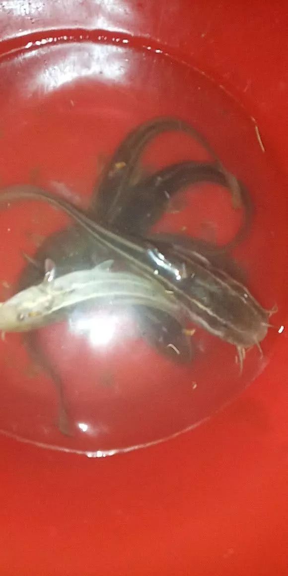 海鯰魚毒性多強，揭秘海鯰魚致命毒性，其毒理威力究竟有多 海鯰魚毒性多強，揭秘海鯰魚致命毒性，其毒理威力究竟有多 龍魚論壇 第8張