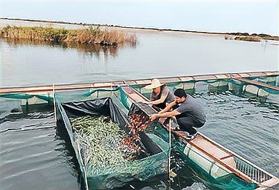 巴音郭楞蒙古自治州水族批發(fā)市場，聚焦西域水產(chǎn)樞紐——巴音郭楞蒙古自治州專業(yè)水族批發(fā)市場