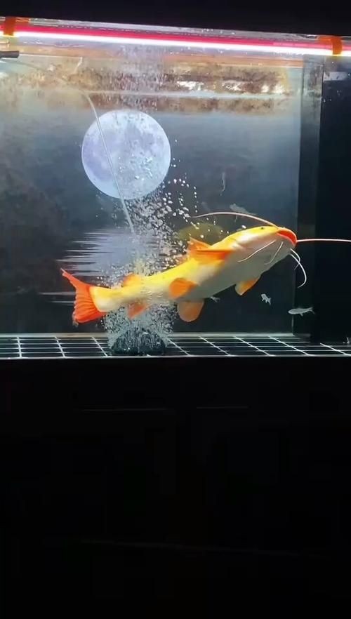 金絲貓魚圖片，高清精美金絲貓魚圖片