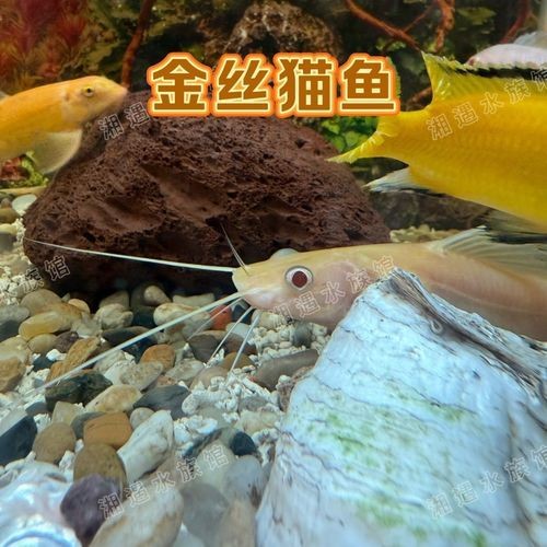 金絲貓魚圖片，高清精美金絲貓魚圖片