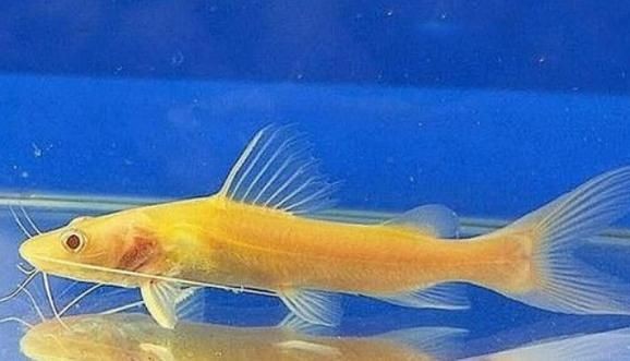 金絲貓魚圖片，高清精美金絲貓魚圖片