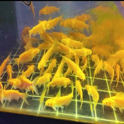 金絲貓魚圖片，高清精美金絲貓魚圖片