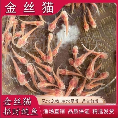 金絲貓魚圖片，高清精美金絲貓魚圖片