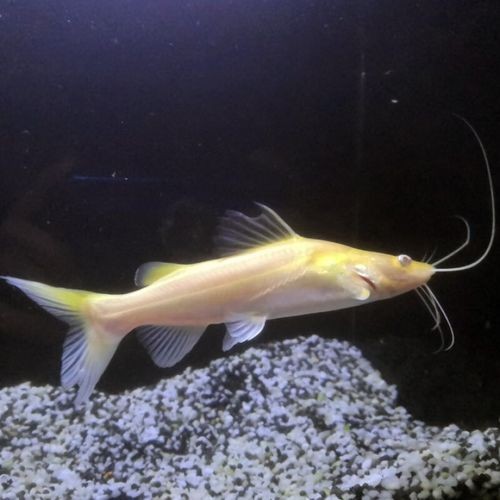 金絲貓魚圖片，高清精美金絲貓魚圖片