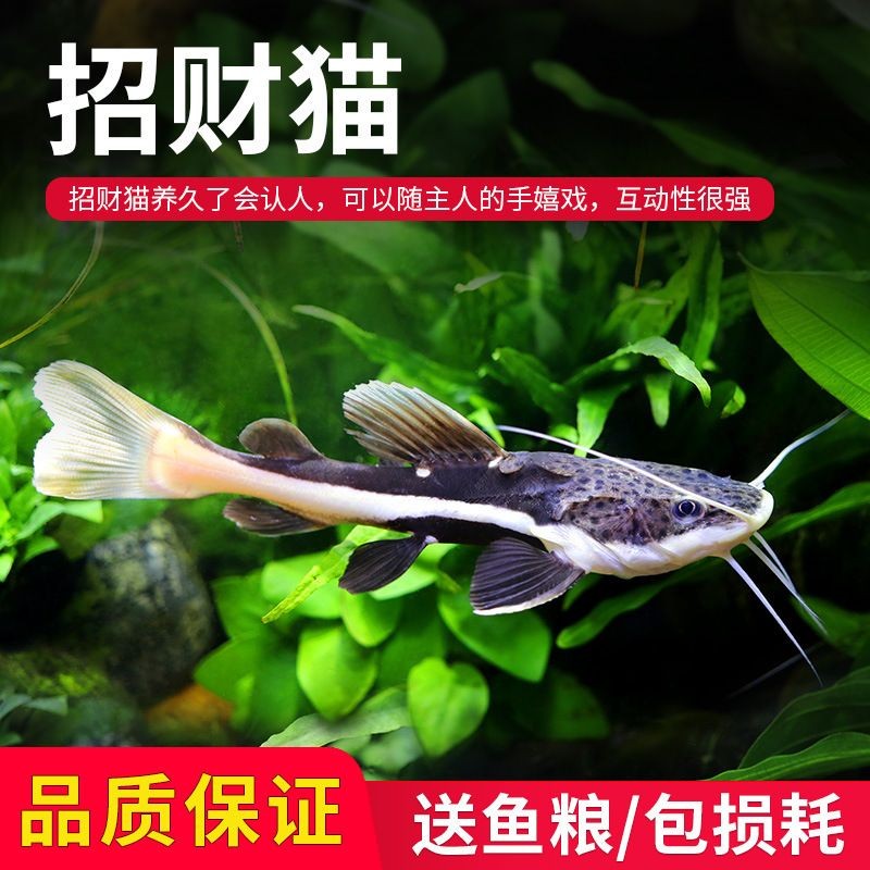 金絲貓魚圖片，高清精美金絲貓魚圖片