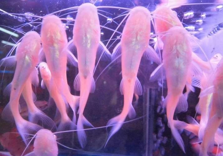 金絲貓魚圖片，高清精美金絲貓魚圖片