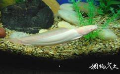 金絲貓魚圖片，高清精美金絲貓魚圖片