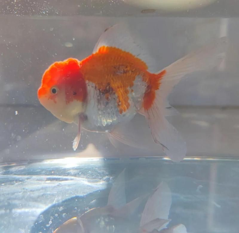 泰獅魚鰭充血根部，泰獅魚鰭根部充血
