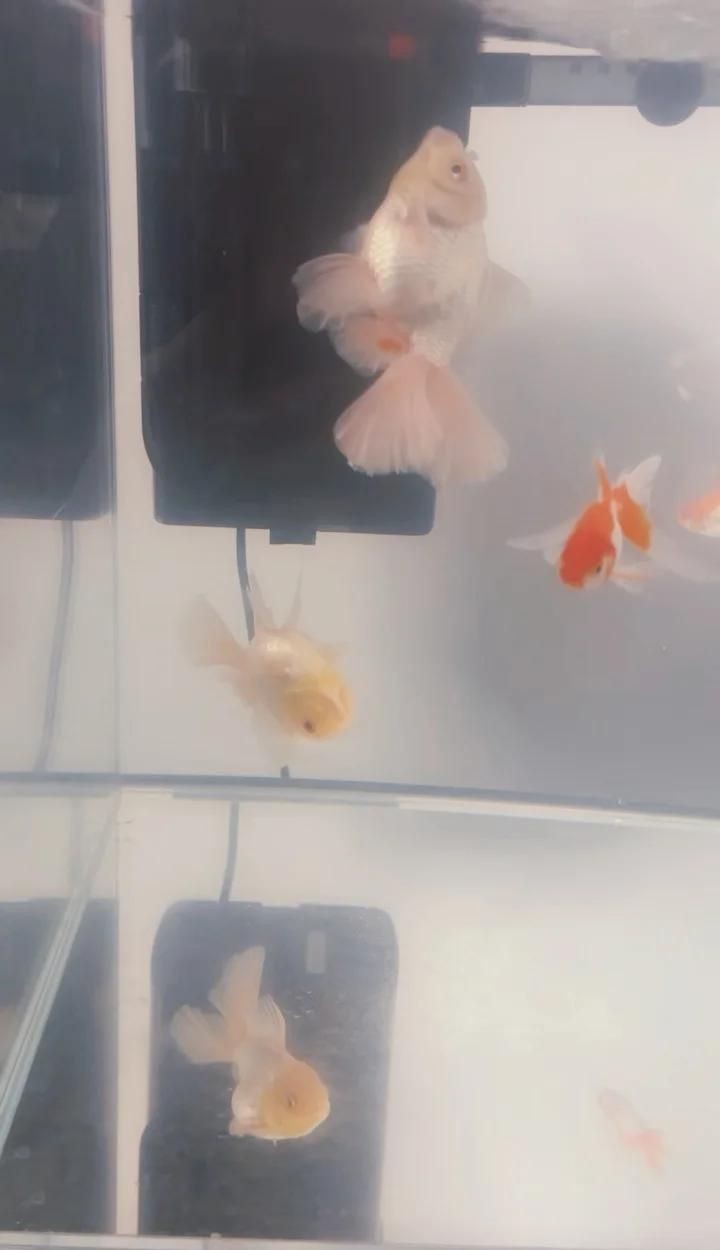 泰獅魚鰭充血根部，泰獅魚鰭根部充血