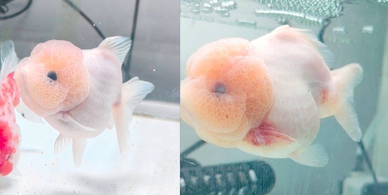泰獅魚鰭充血根部，泰獅魚鰭根部充血
