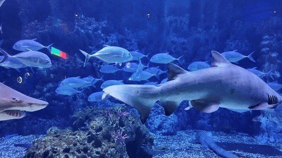 廣州海洋館能玩一天嗎，廣州海洋館一日游全攻略，沉浸式打卡水世界