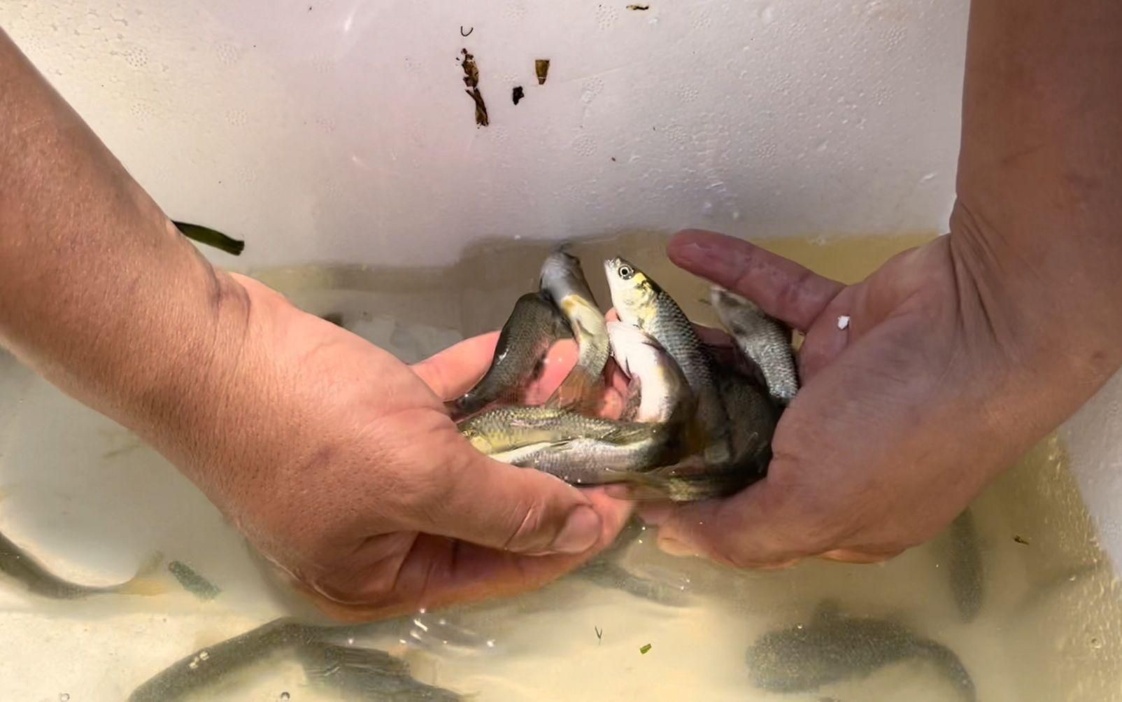 網(wǎng)上買的魚苗能養(yǎng)活嗎，網(wǎng)購魚苗能否成功養(yǎng)活？關(guān)鍵養(yǎng)護(hù)技巧