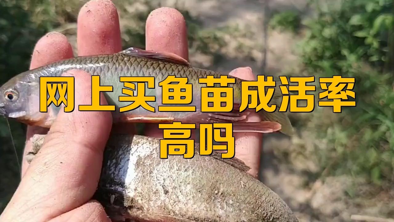 網(wǎng)上買的魚苗能養(yǎng)活嗎，網(wǎng)購魚苗能否成功養(yǎng)活？關(guān)鍵養(yǎng)護(hù)技巧