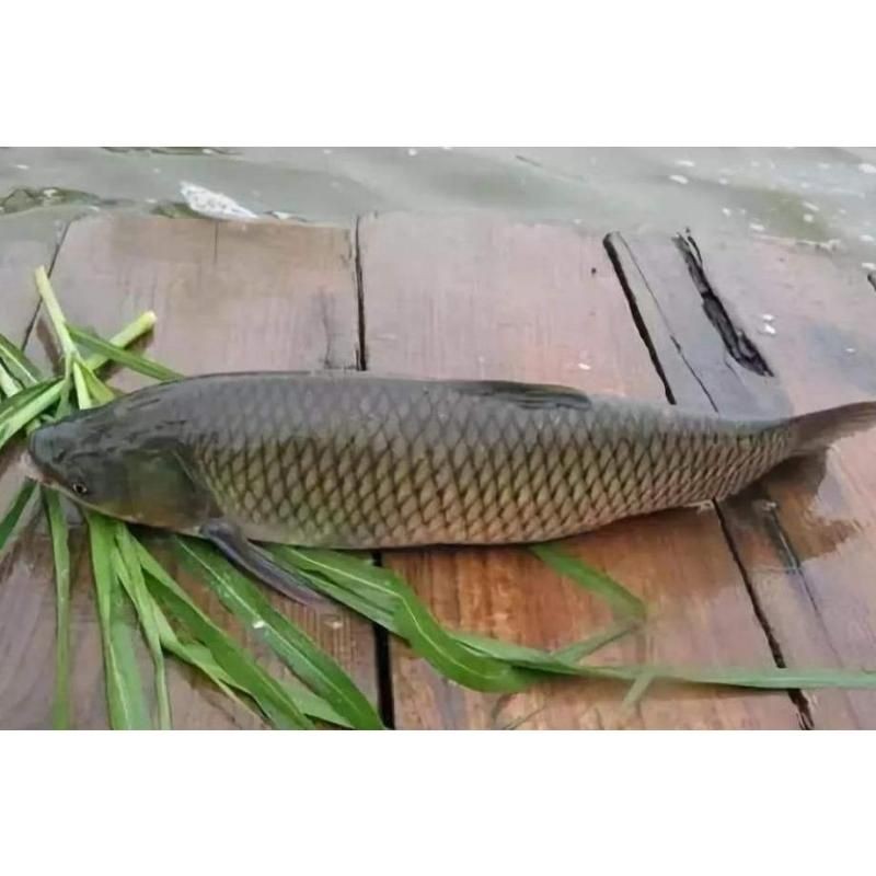 混子是青魚(yú)還是草魚(yú)，混子究竟是青魚(yú)還是草魚(yú)？一文揭曉真相！