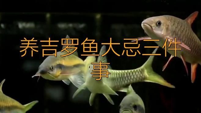 吉羅魚為什么不建議養，揭秘吉羅魚不推薦的