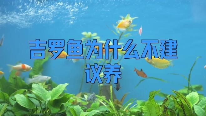 吉羅魚為什么不建議養，揭秘吉羅魚不推薦的