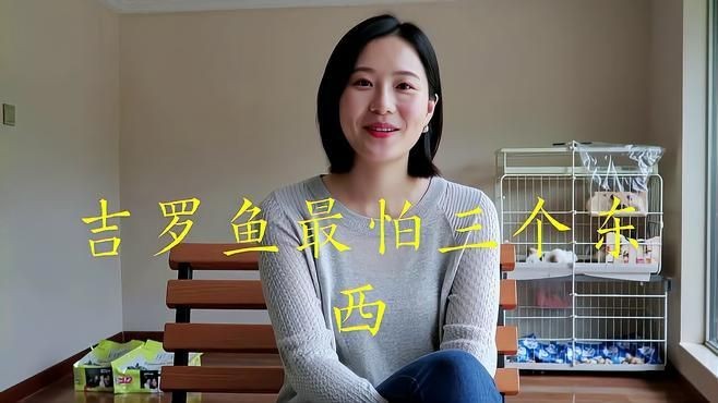 吉羅魚為什么不建議養，揭秘吉羅魚不推薦的