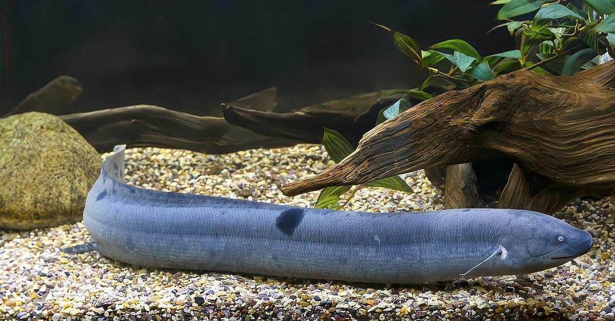 海里長腳用肺呼吸的魚,探秘海洋奇觀,兼具附肢與肺呼吸功能 龍魚論壇 第8張 海里長腳用肺呼吸的魚,探秘海洋奇觀,兼具附肢與肺呼吸功能 海里長腳用肺呼吸的魚,探秘海洋奇觀,兼具附肢與肺呼吸功能 龍魚論壇 第8張