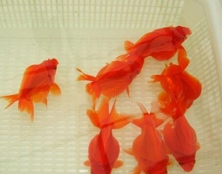 宜昌魚缸店，宜昌專業(yè)魚缸定制與水族用品一站式選購店 宜昌魚缸店，宜昌專業(yè)魚缸定制與水族用品一站式選購店 全國水族館企業(yè)名錄 第9張