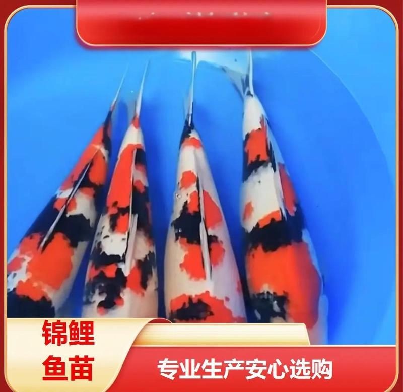 古時三色魚是什么魚，揭秘古時三色魚真身，究竟是何種奇魚