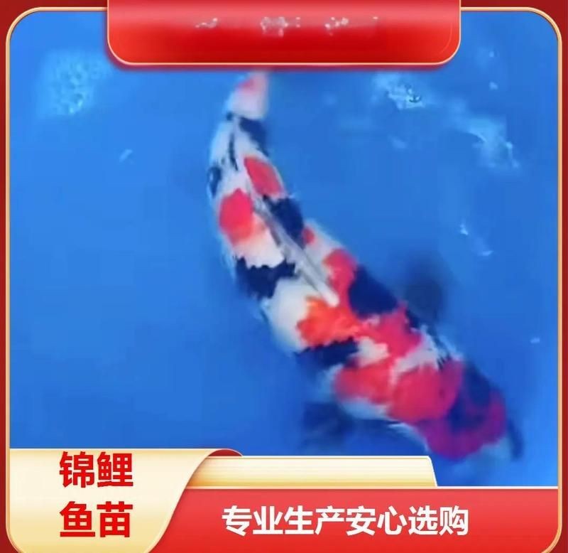 古時三色魚是什么魚，揭秘古時三色魚真身，究竟是何種奇魚