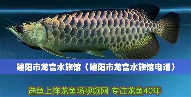 南平龍魚店，南平龍魚店專業(yè)水族繁育·精品龍 南平龍魚店，南平龍魚店專業(yè)水族繁育·精品龍 全國水族館企業(yè)名錄 第1張