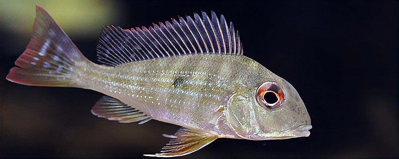 和尚關刀魚圖片大全，高清和尚關刀魚美圖