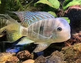 和尚關刀魚圖片大全，高清和尚關刀魚美圖